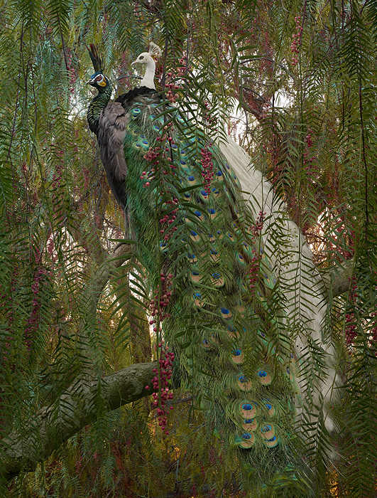 "Untitled #178, 2012 (Peacock)" by artist Simen Johan. Photo Credit: Simen Johan.