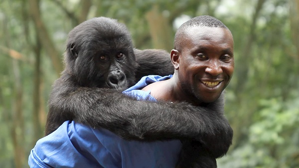 Andre Bauma and orphaned mountain gorilla Ndakasi at the Senkwekwe Centre in Virunga National Park. Photo Credit: Orlando von Einsiedel.